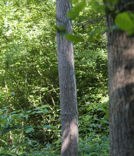 British tree trunk