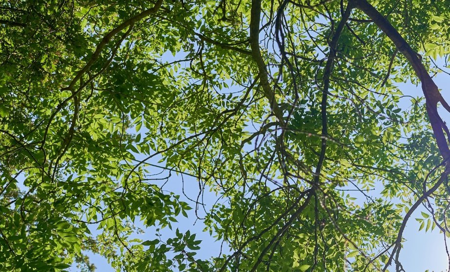 Looking up through trees to the sky