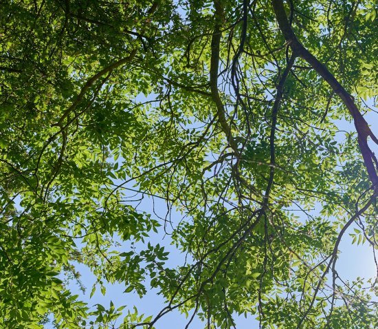 Looking up into the green leaves of an Ash tree, with a clear blue sky behind